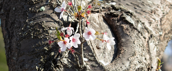 SSL実験用テスト222222299999